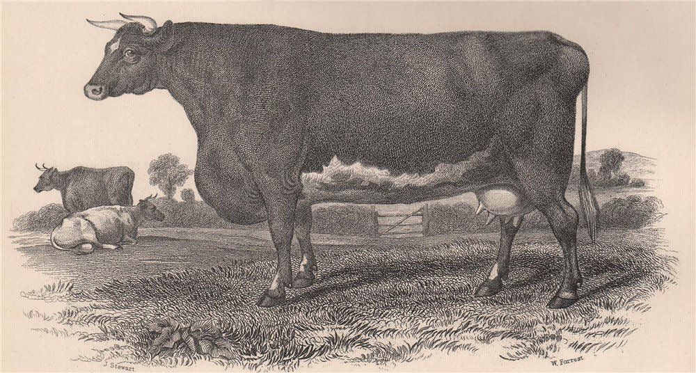 CATTLE. Short-Horned Cow Charity 1898 old antique vintage print picture